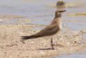 Collared Pratincole.jpg